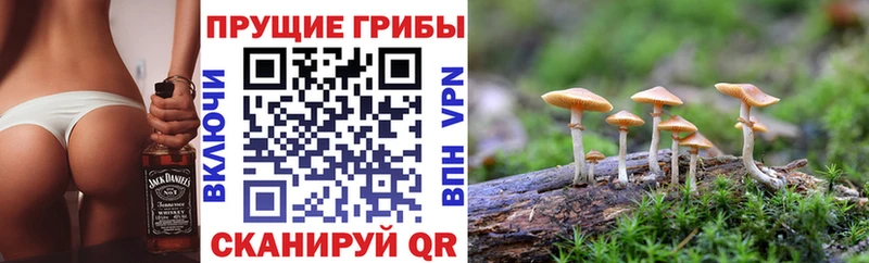 Псилоцибиновые грибы мицелий  маркетплейс состав  Жиздра  купить наркотик 
